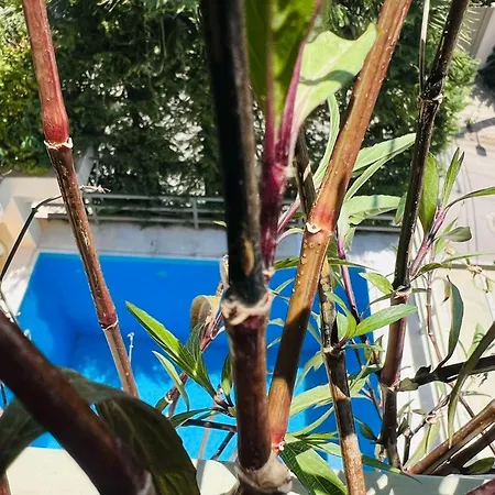Elena's Exclusive Pool