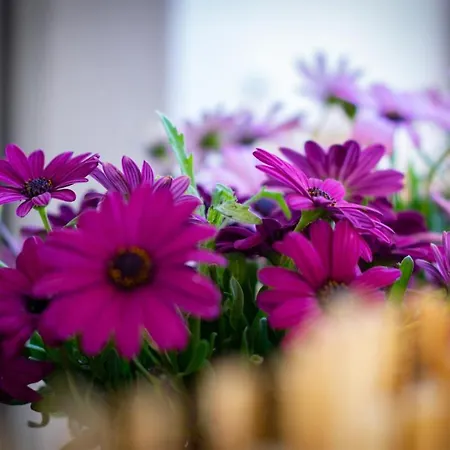 Bed & Breakfast Athina Design - Boutique