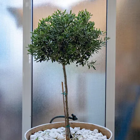 Apartment The Olive Tree By Mps Athens