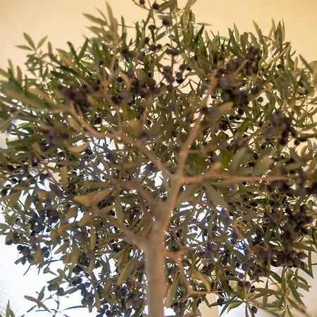 The Olive Tree By Mps Apartment *
