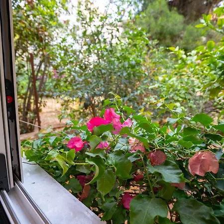 The Olive Tree By Mps Apartment *