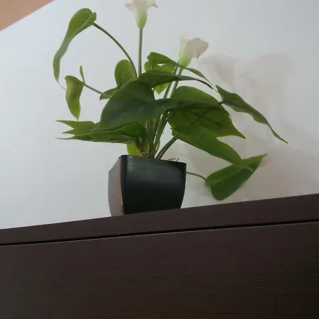 Manolitos 5
