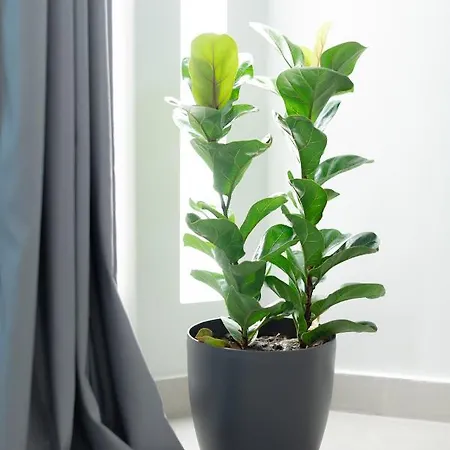 מלון דירות Ether Loft אתונה
