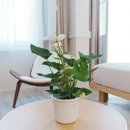 Apartment Agora