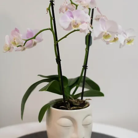 Lägenhet Medluxe Cozy Apartment! Aten