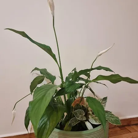 A Apartament Atena