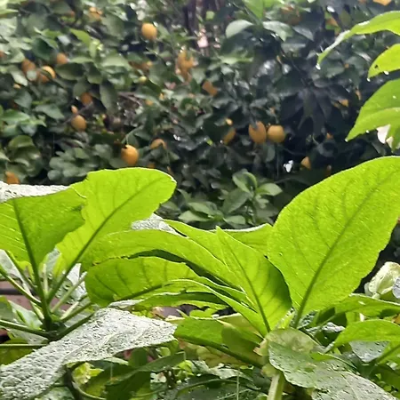 Apartment Citrus Dream
