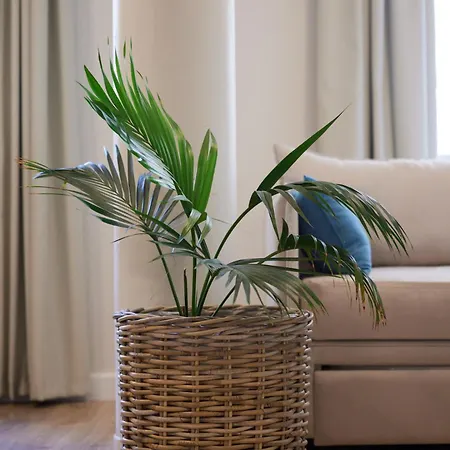 Apartment Athenian Sensations And In The Heart Of Athens