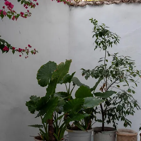 Thissio Getaway 2ba Next To Ancient Market * Athens
