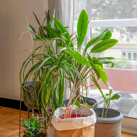 O&o Group Stylish Jungle Retreat Kolonaki Center Apartment *