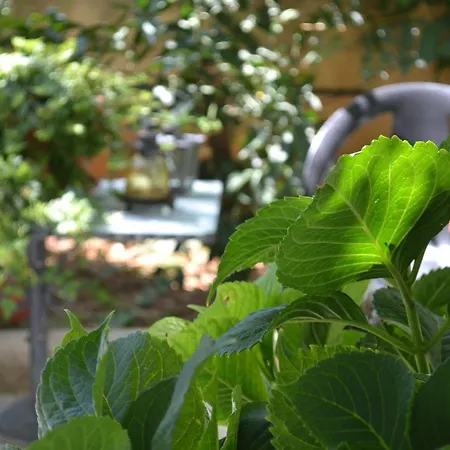 Bed & Breakfast Veggie Garden 3*