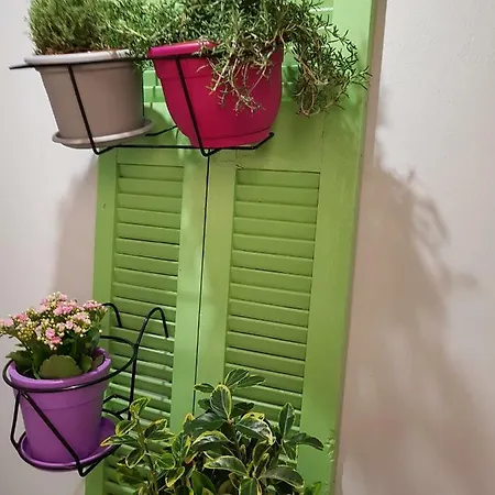 Apartament Oasis *