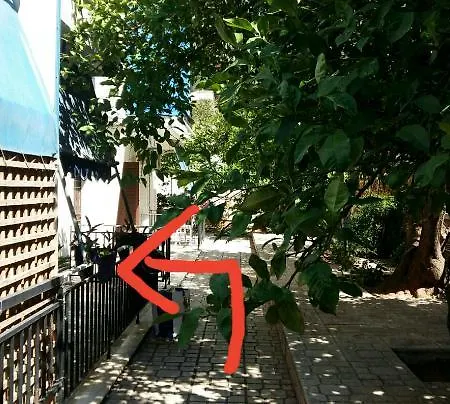 Orange Garden