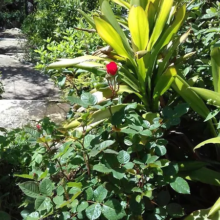 Comfortable Garden Near Vouliagmeni Apartment *