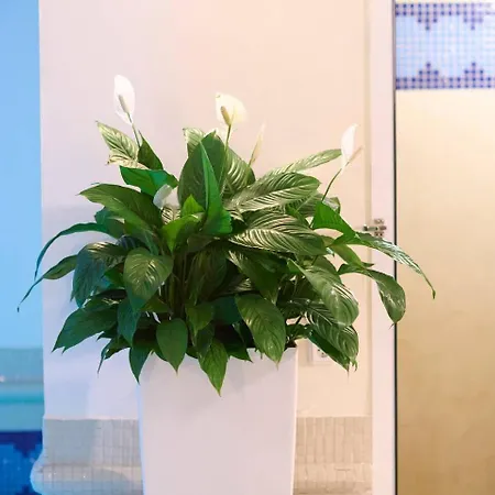 Ma Maison Downtown N°8, Indoor Heated Pool Villa *