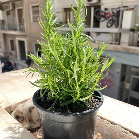Manni Apartment Athens